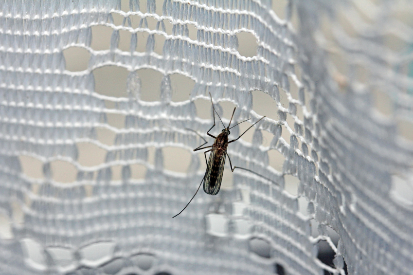 mosquito zika net