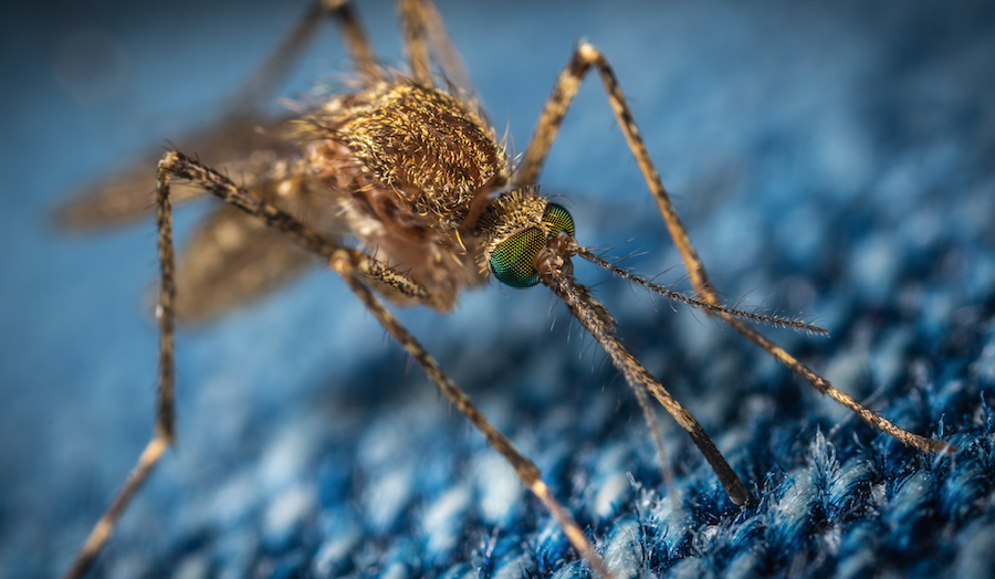 mosquito zika