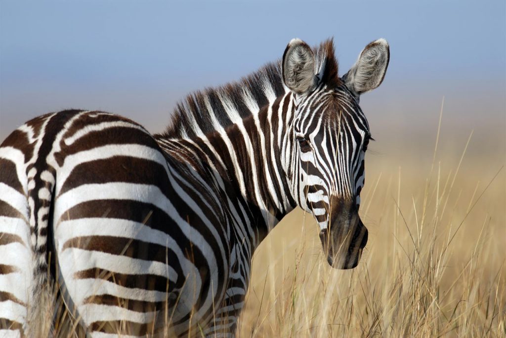 rare disease zebra