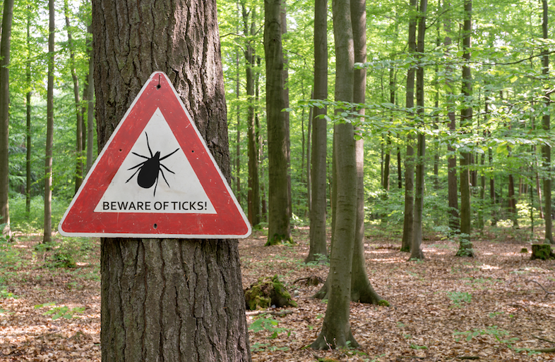ticks lyme disease
