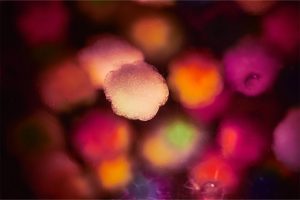germs infectious disease